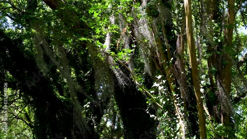 Willows in Charleston park. South Carolina in the southerner United States.