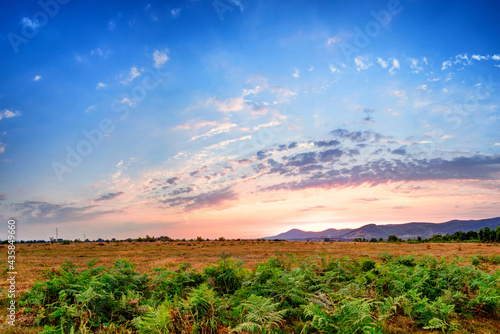 Summer sunset with pink and blue sky and green fern.