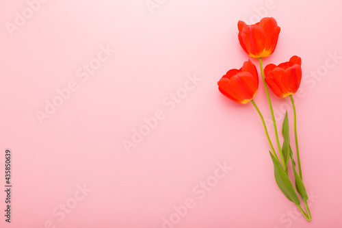 Fototapeta Naklejka Na Ścianę i Meble -  Fresh bright red tulips on light pink table background. Pastel color. Beautiful flowers. Closeup. Empty place for inspirational text, lovely quote or positive sayings. Top down view.