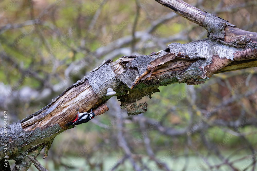 Ein Buntspecht auf Futtersuche an einem Birkenstamm