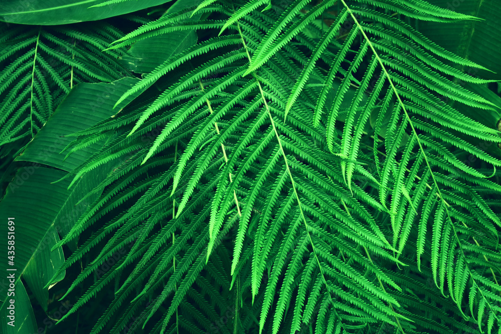 green tropical leaves background. summer and nature concept. green tropical leaves background. summer and nature concept.