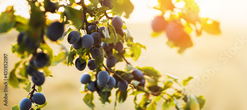 Fototapeta Naklejka Na Ścianę i Meble -  Juicy plums in the garden on a sunset background. Village landscape with ripe orchard fruits.Agricultural harvest concept.Home garden and natural products concept. Banner with copy space.