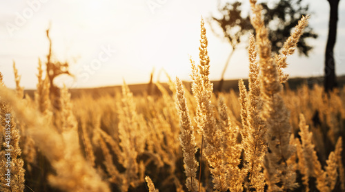 .Pampas grass field.Ears of golden dry grass, close up.Beautiful Nature Sunset Landscape. Rural Scenery under Shining Sunlight. Background of soft plants. photo