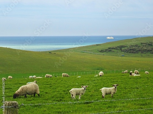 sheep is pasture 