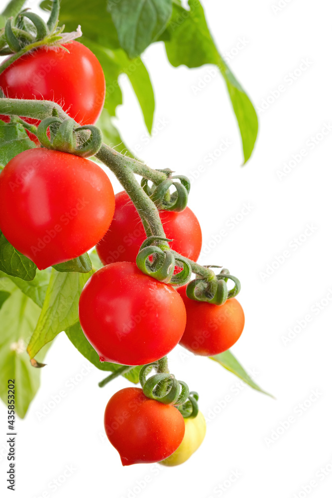Branch of delicious fresh cherry tomatoes, isolated on white background