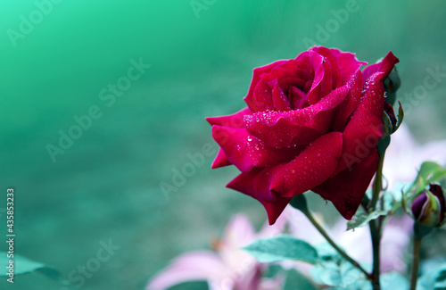 Red rose isolated on a green background.