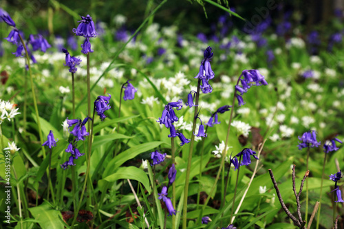 Bluebells and wild garlic flowers, Derbyshire England