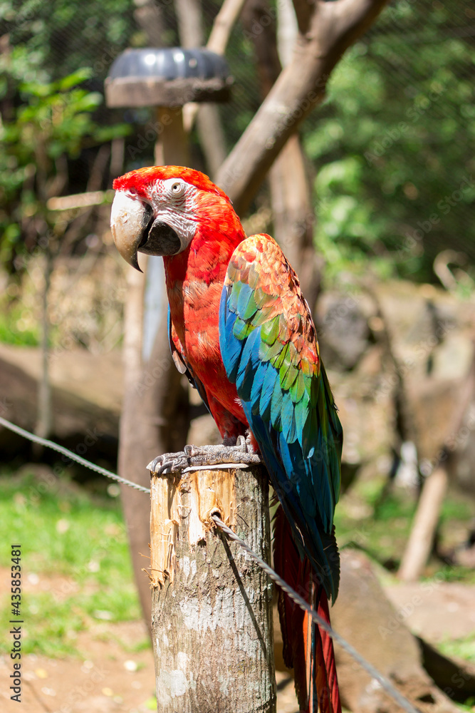 Red macaw of Brazil. Arara Brasileira.