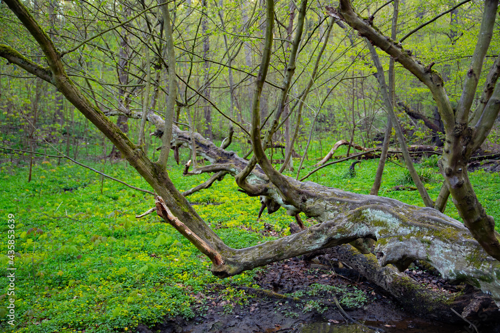 Buche im Feuchtgebiet längs gewachsen über einen Bachlauf Buche im Feuchtgebiet längs gewachsen über einen Bachlauf