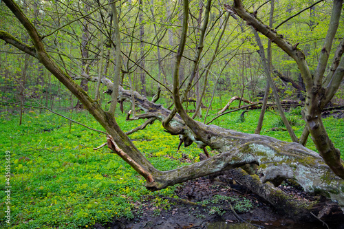 Buche im Feuchtgebiet längs gewachsen über einen Bachlauf © Alexander von Düren