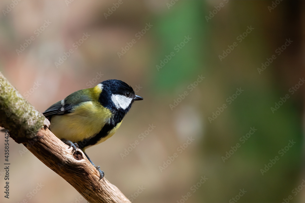 Fototapeta premium Eine Kohlmeise sitzt auf einem Zweig