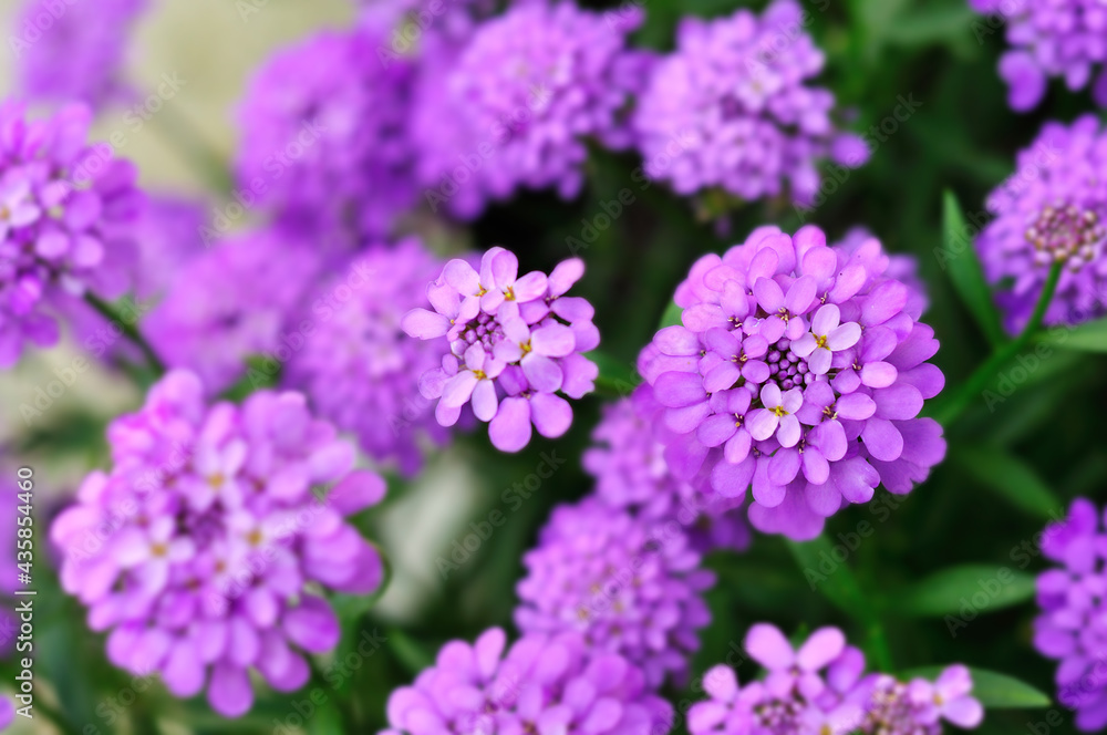 Close up of many group pink flowers Close up of many group pink flowers