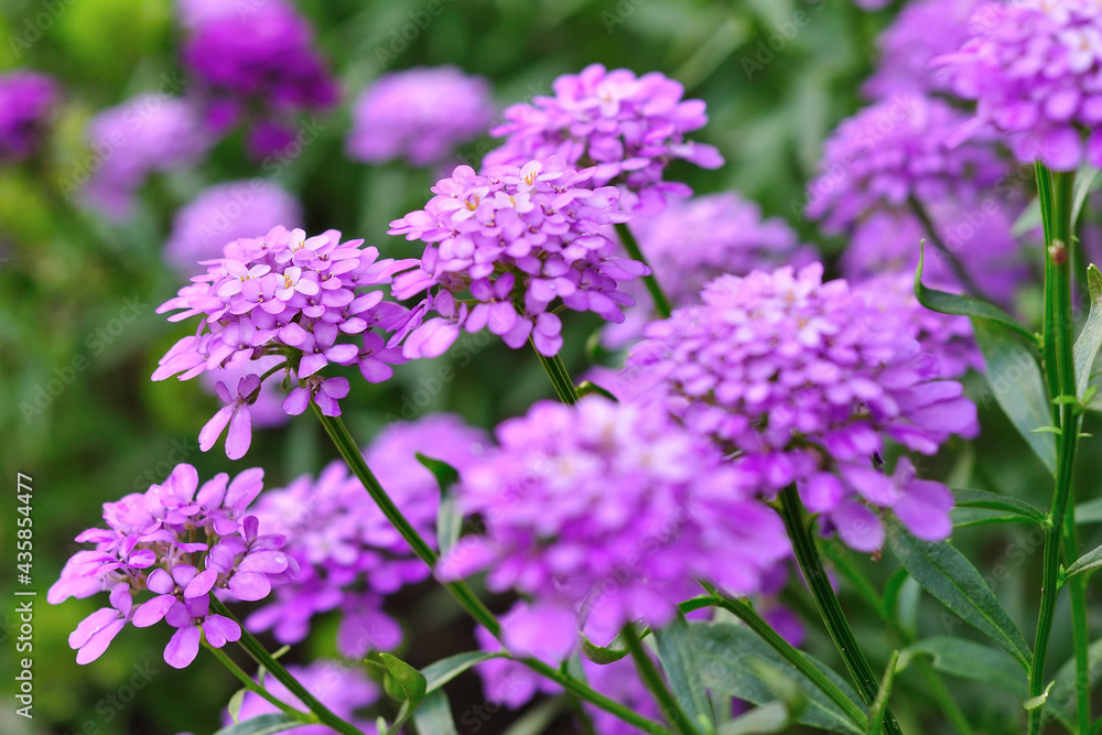 Close up of many group purple flowers Close up of many group purple flowers