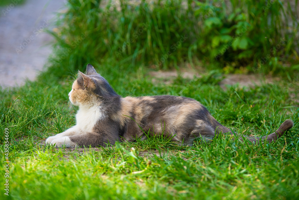 Tricolor beautiful cat lies in the grass and gazes into the distance