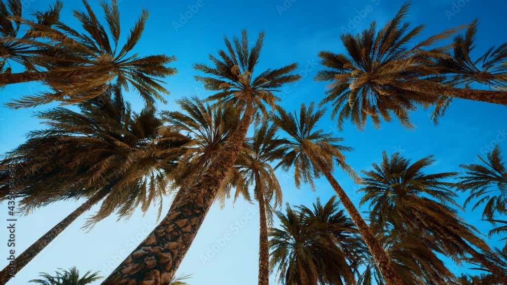 Palm trees at sunset light and sky Palm trees at sunset light and sky