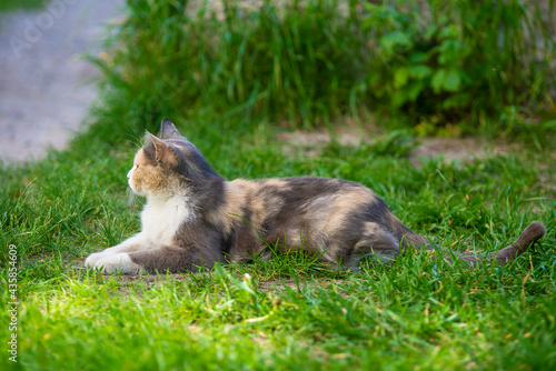 Tricolor beautiful cat lies in the grass and gazes into the distance