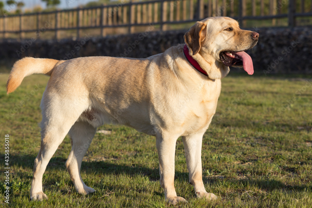 Man's Best Friend. A Beige Labrador Man's Best Friend. A Beige Labrador