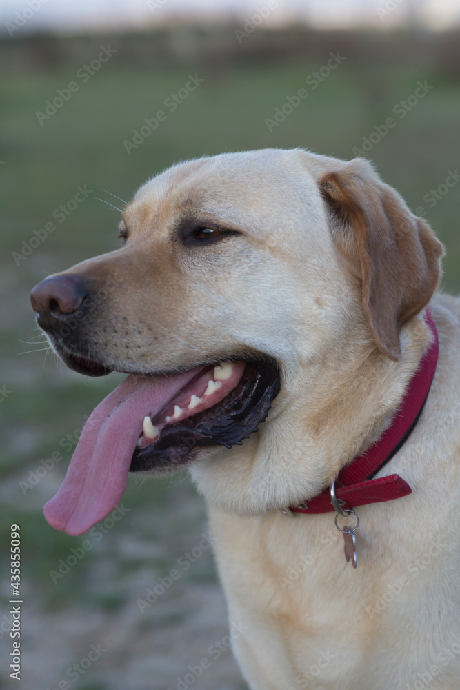 Man's Best Friend. A Beige Labrador Man's Best Friend. A Beige Labrador