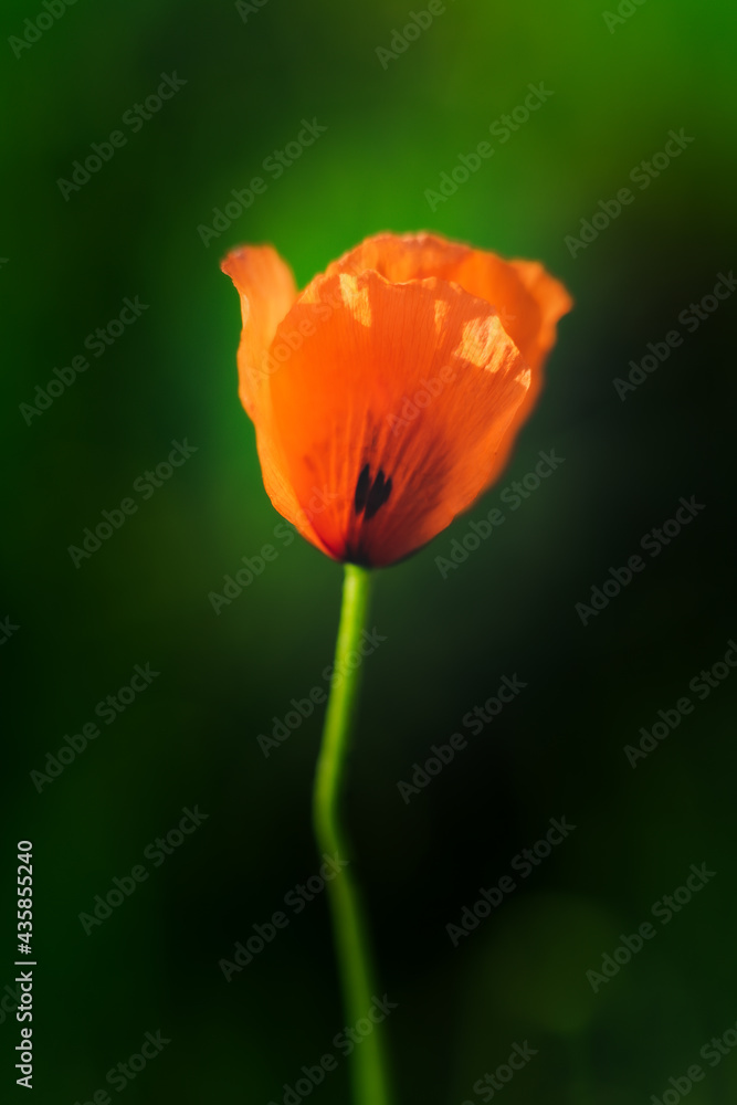 Naklejka premium Amapola