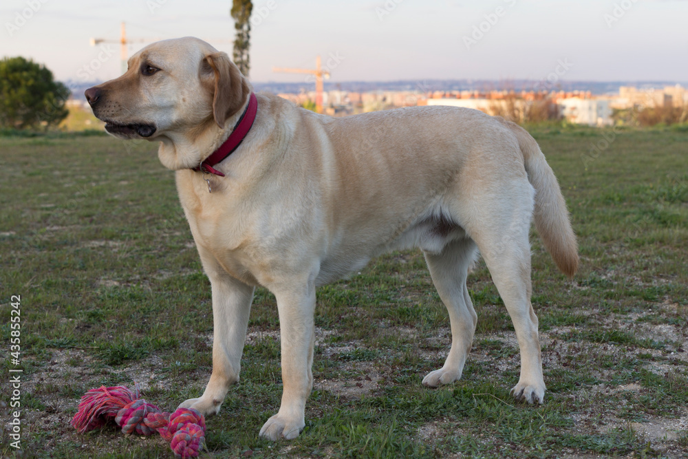 Man's Best Friend. A Beige Labrador Man's Best Friend. A Beige Labrador