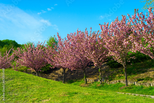Blooming sakura trees alley...