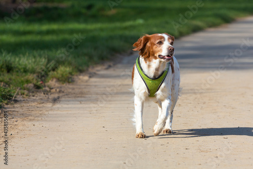 epagneul breton dog walks on a road photo