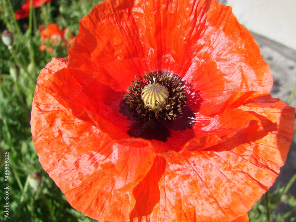 Blooming poppies flower garden summer red. Opium, wild field Blooming poppies flower garden summer red. Opium, wild field