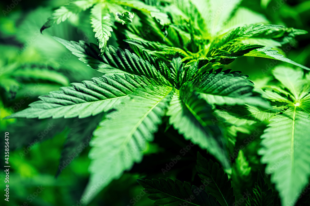Close-up of hemp leaves. Marijuana plant, selective focus. Green cannabis leaves. Natural abstract background wallpaper. Close-up of hemp leaves. Marijuana plant, selective focus. Green cannabis leaves. Natural abstract background wallpaper.