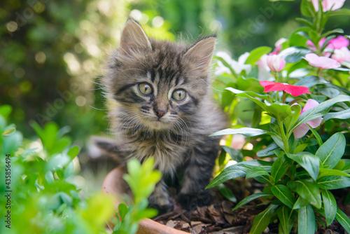 Beautiful tabby kitten sits in flowers on the street in summer © neuenberg