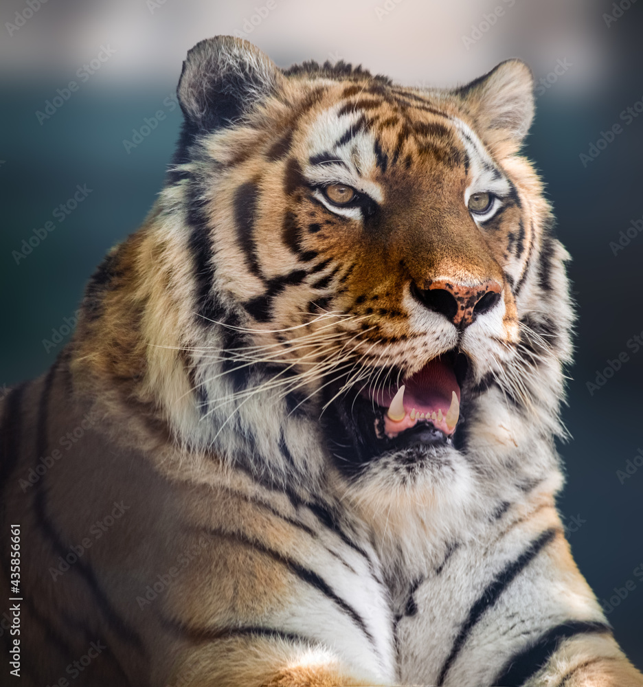 Naklejka Siberian or Amur tiger head close-up with teeth. Full size portrait. Close view with green blurred background. Wild animals watching, big cat
