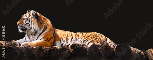 Photography Siberian or Amur tiger with black stripes lying down on wooden deck