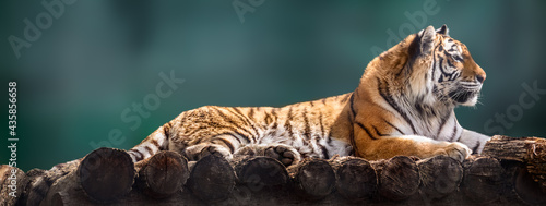 Photography Siberian or Amur tiger with black stripes lying down on wooden deck