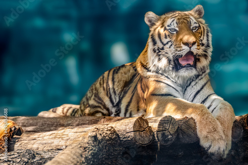 Fototapeta Naklejka Na Ścianę i Meble -  Siberian or Amur tiger with black stripes lying down on wooden deck. Full big size portrait looking forward. Close view with green blurred background. Wild animals watching, big cat