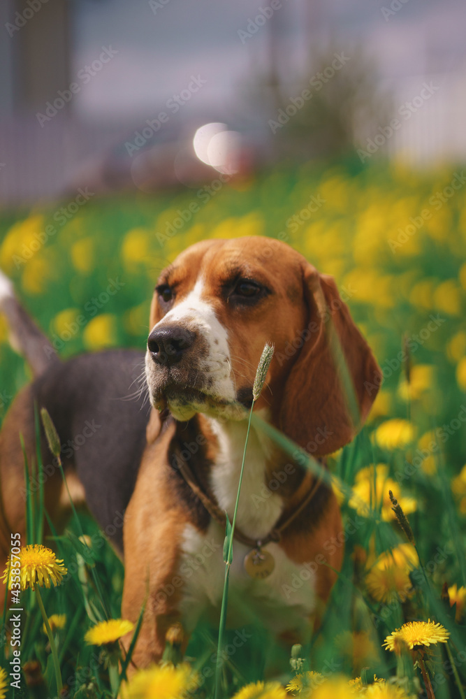 Purebred beagle puppy walking on a flower lawn outside a country house.