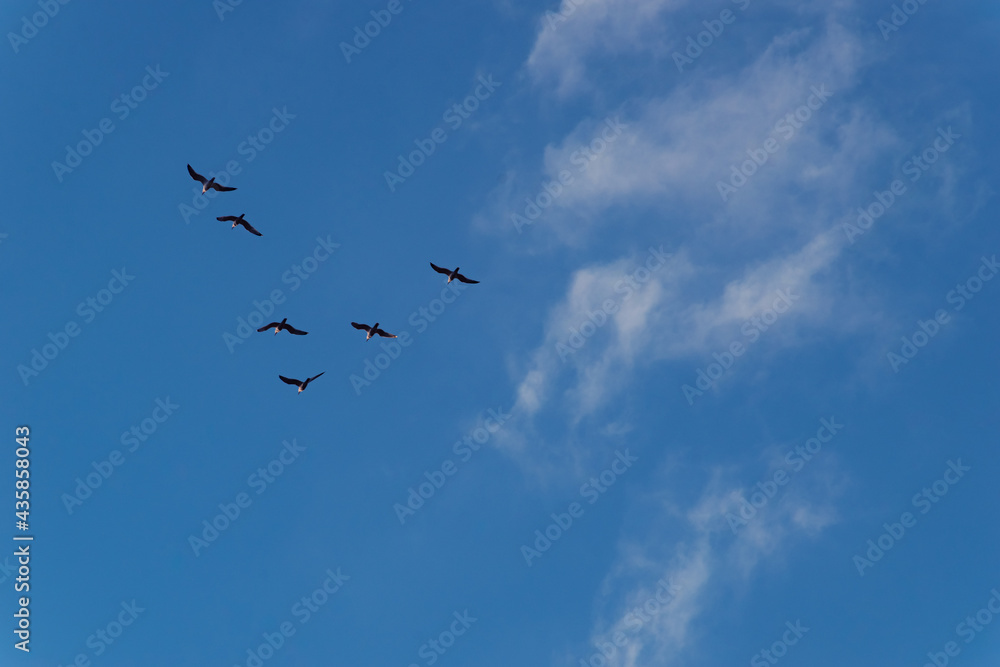 flock of seagulls against the blue sky 