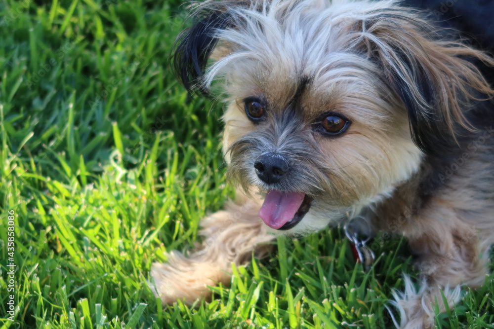 Cute Yorkie Terrier Running and Playing in the Backyard Cute Yorkie Terrier Running and Playing in the Backyard