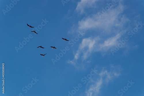 flock of seagulls against the blue sky 