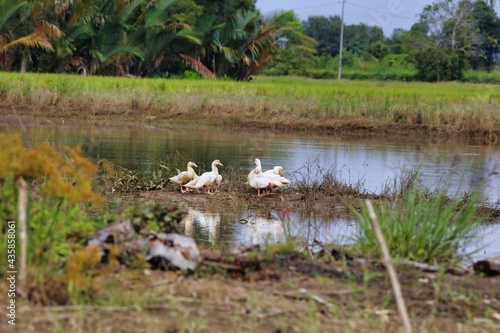 ducks on the lake