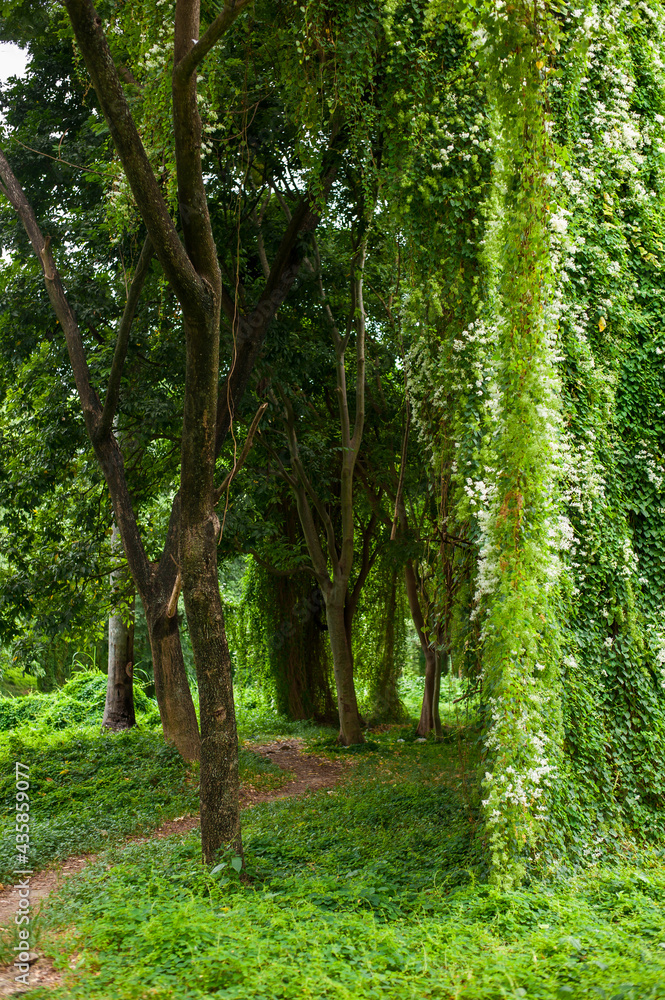 tropical forest park Almendares a ritual place of power in the vicinity of Havana tropical forest park Almendares a ritual place of power in the vicinity of Havana