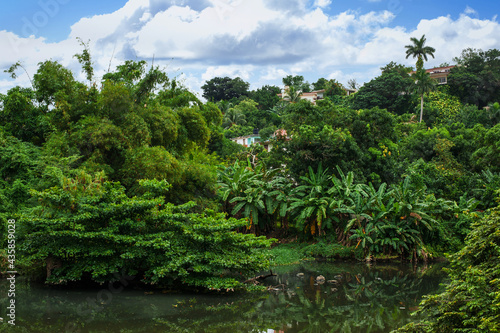 river bank of tropical forest park Almendares a ritual place of power in the vicinity of Havana