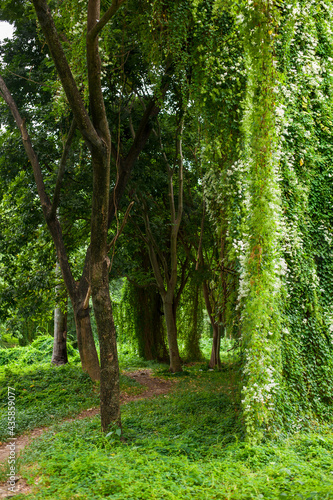 tropical forest park Almendares a ritual place of power in the vicinity of Havana