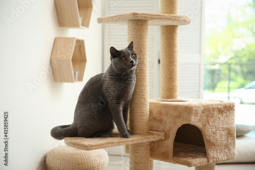 Cute pet on cat tree at home