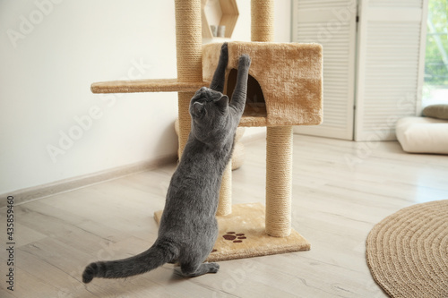 Photography Cute pet near cat tree at home