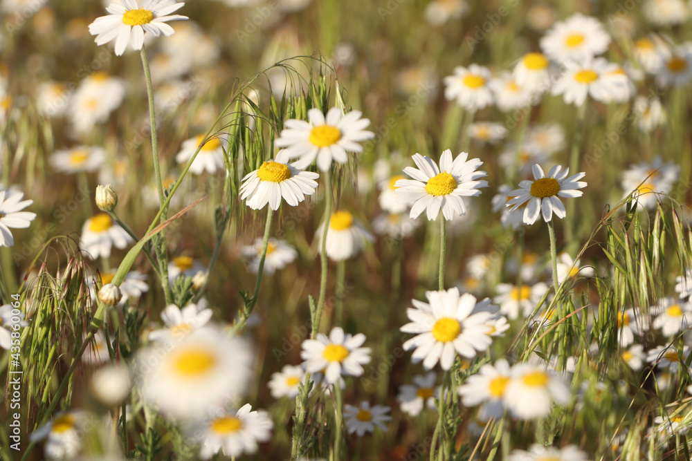 Fototapeta premium Beautiful chamomile flowers growing in spring meadow, closeup