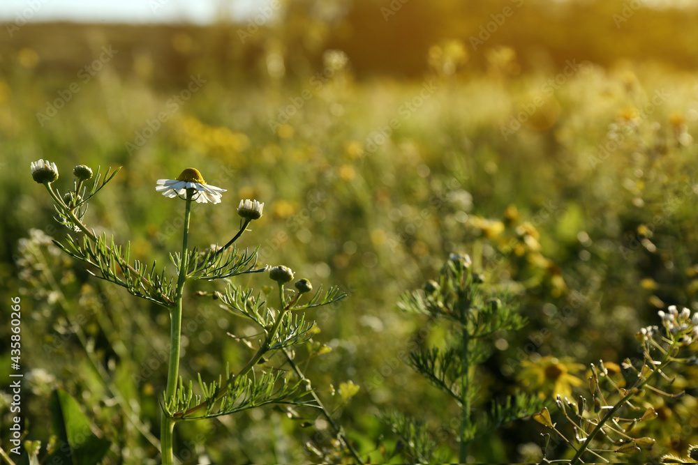 Beautiful flowers growing in meadow on sunny day, space for text Beautiful flowers growing in meadow on sunny day, space for text