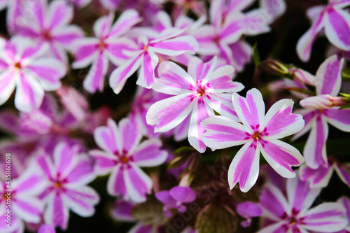 Creeping phlox close up detail