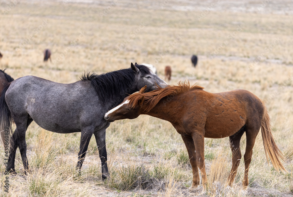Pair of Wild Horse Stallions in the Utah Desert Pair of Wild Horse Stallions in the Utah Desert
