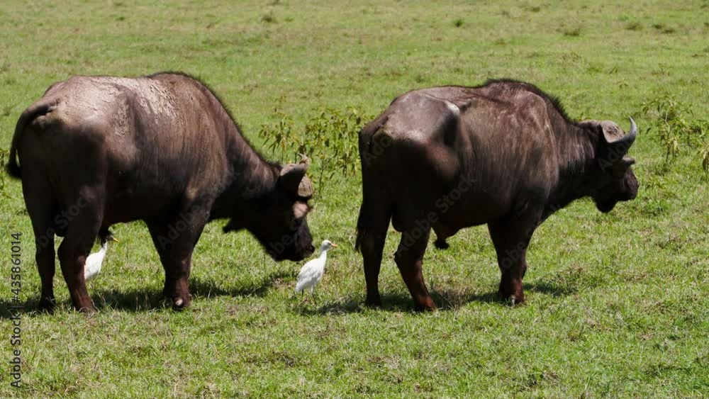An African Buffalo (Syncerus caffer) is eating grass while a small white great egret heron (Ardea alba) is watching him. The relationship between the two species is a true marvel of evolution. An African Buffalo (Syncerus caffer) is eating grass while a small white great egret heron (Ardea alba) is watching him. The relationship between the two species is a true marvel of evolution.