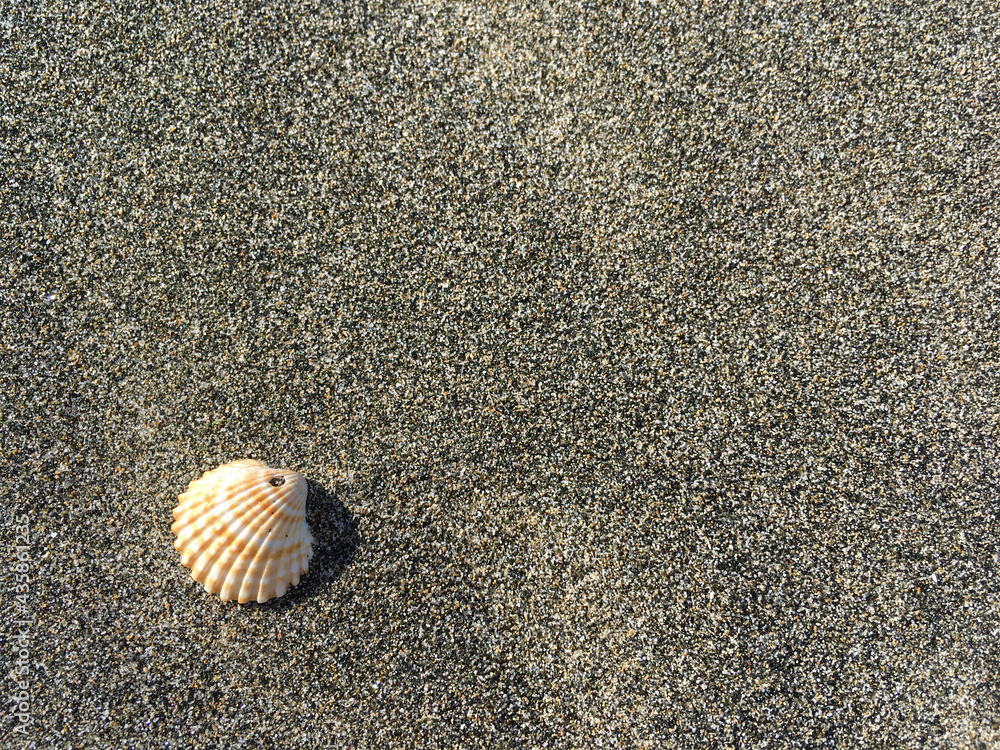 Lonely seashell isolated on dark sand on beach Lonely seashell isolated on dark sand on beach