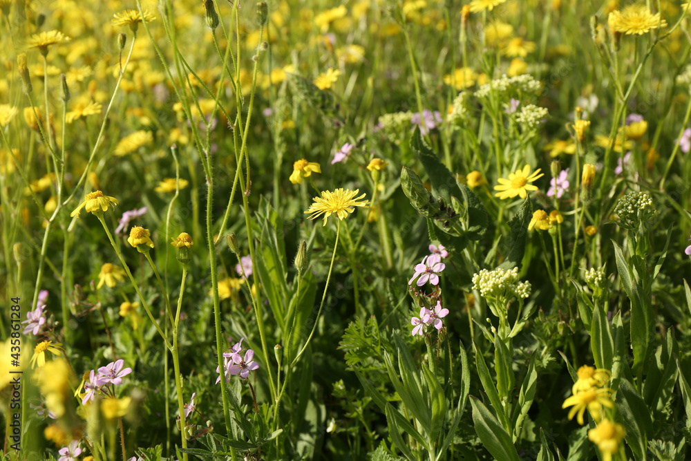 Beautiful flowers growing in meadow on sunny day Beautiful flowers growing in meadow on sunny day